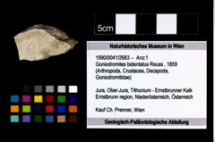 Foto (Objekt + Etikett) von Goniodromites bidentatus (Reuss, 1859)  (NHMW-GEO-1990-0041-2683)